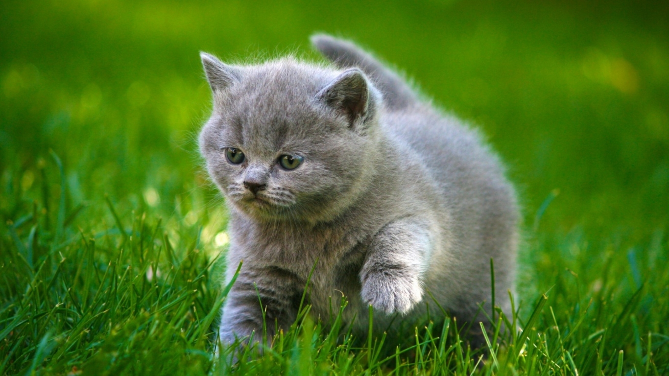 Grey Little Kitty for 1366 x 768 HDTV resolution
