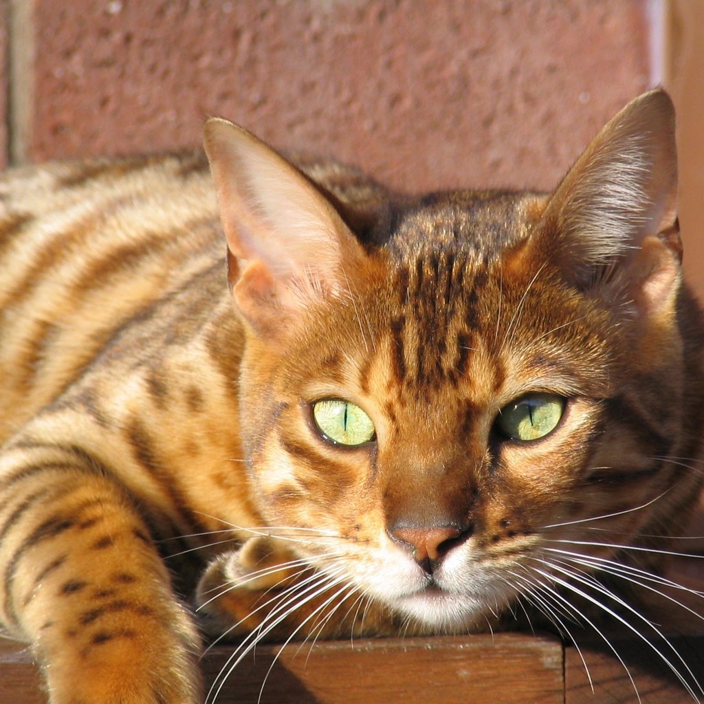 Grown Bengal Cat for 1024 x 1024 iPad resolution