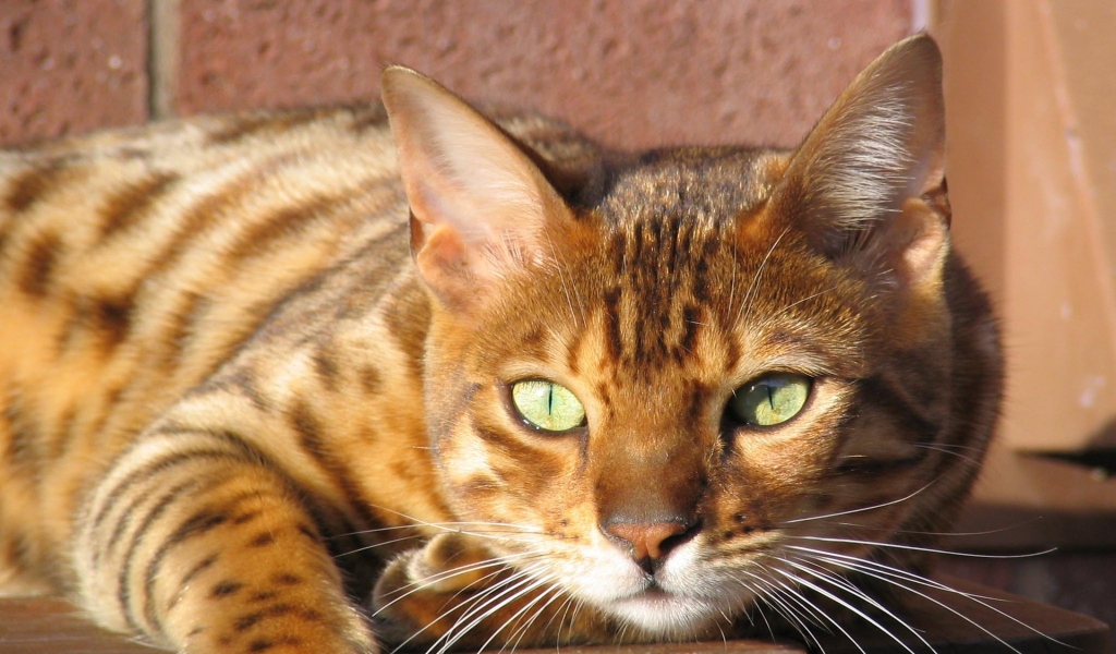 Grown Bengal Cat for 1024 x 600 widescreen resolution