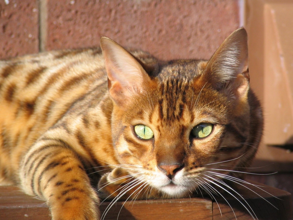 Grown Bengal Cat for 1024 x 768 resolution