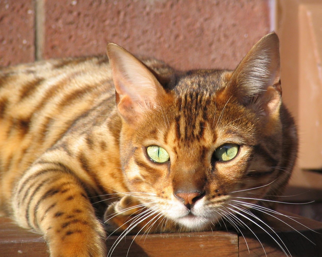 Grown Bengal Cat for 1280 x 1024 resolution