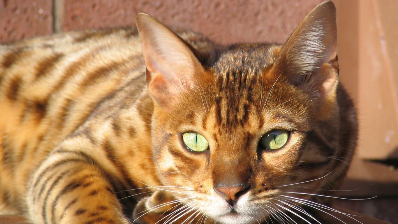 Grown Bengal Cat for 1366 x 768 HDTV resolution