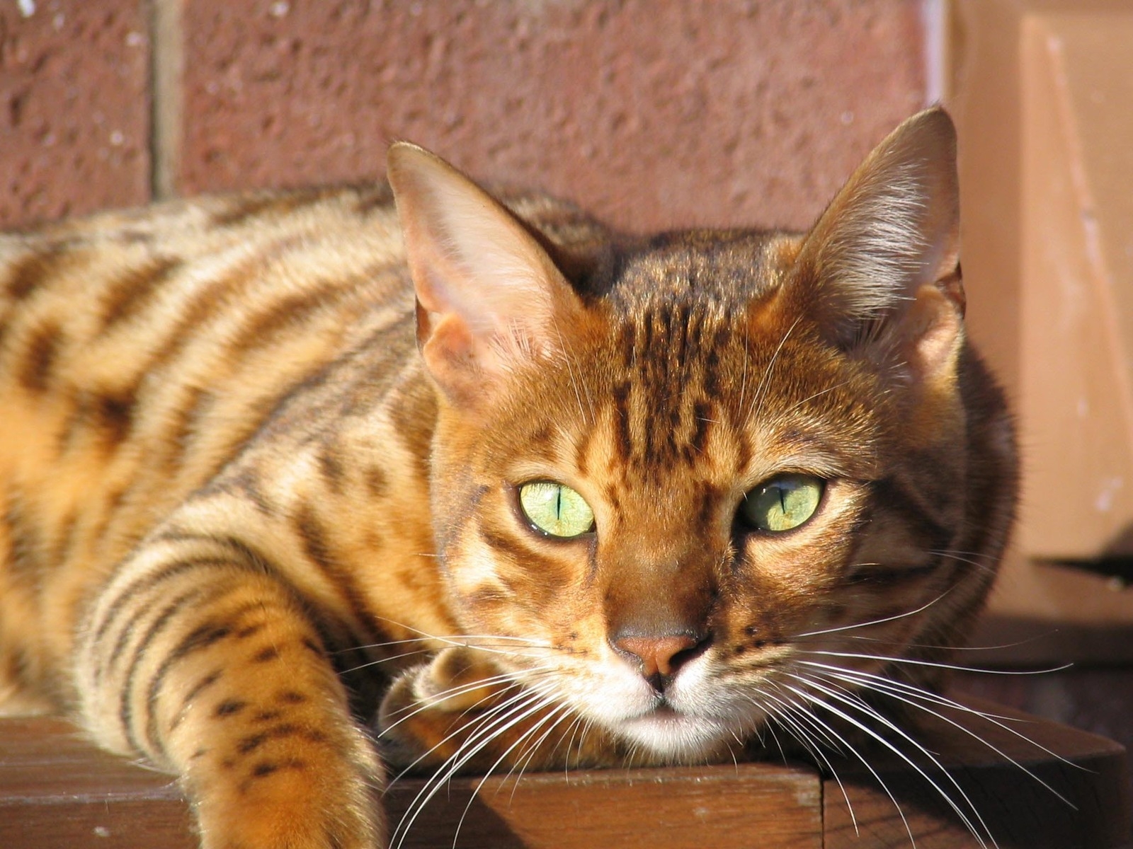 Grown Bengal Cat for 1600 x 1200 resolution