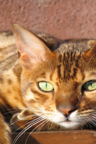 Grown Bengal Cat for 320 x 480 iPhone resolution
