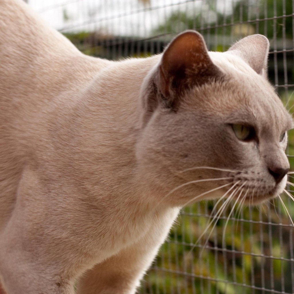 Grown British Burmese Cat for 1024 x 1024 iPad resolution