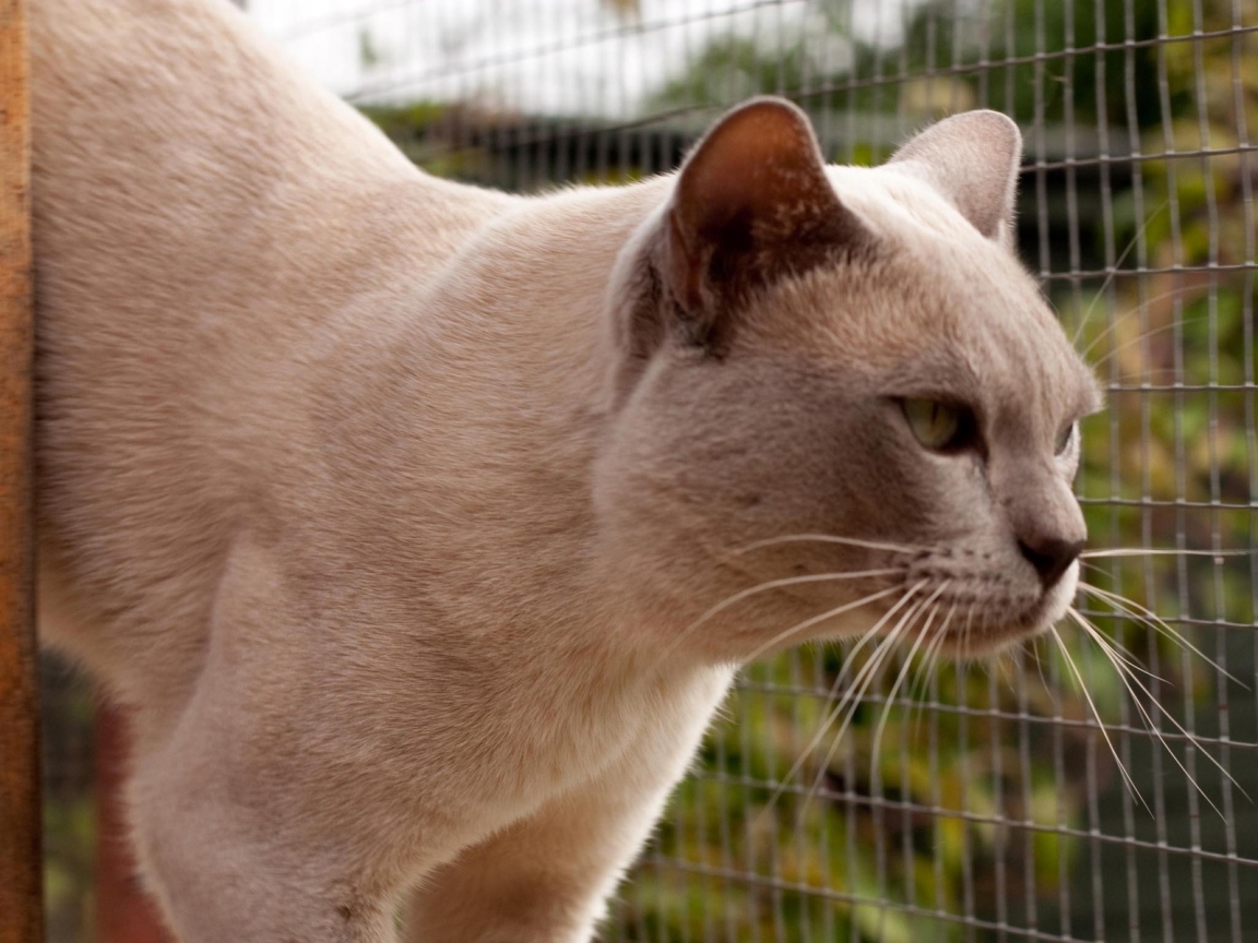Grown British Burmese Cat for 1152 x 864 resolution