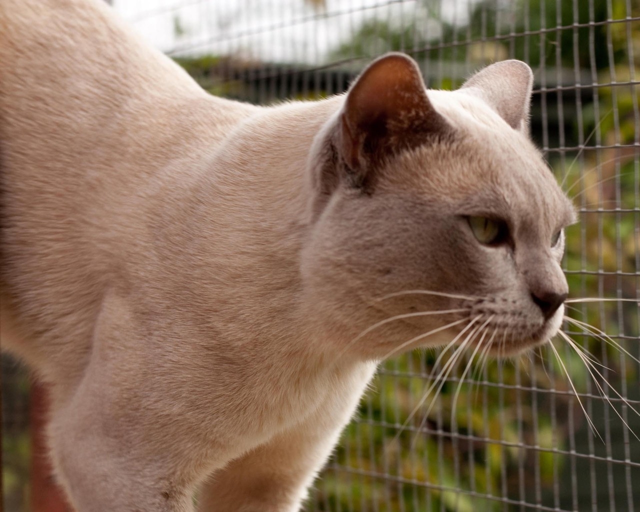 Grown British Burmese Cat for 1280 x 1024 resolution
