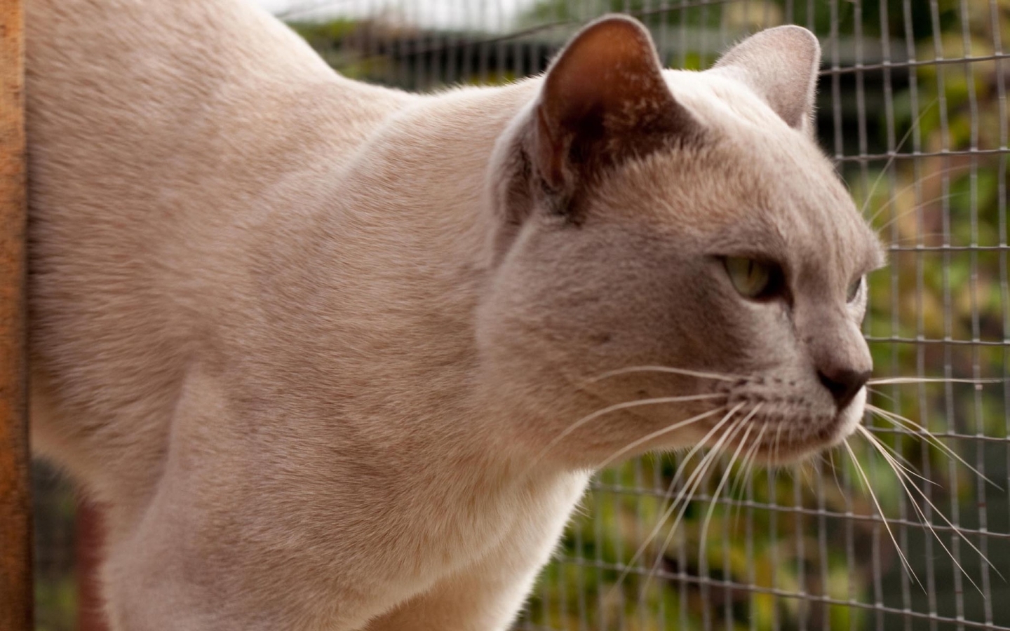 Grown British Burmese Cat for 1440 x 900 widescreen resolution