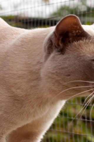 Grown British Burmese Cat for 320 x 480 iPhone resolution
