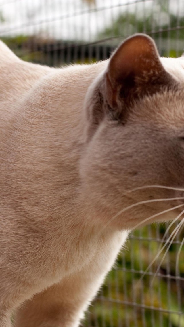Grown British Burmese Cat for 640 x 1136 iPhone 5 resolution