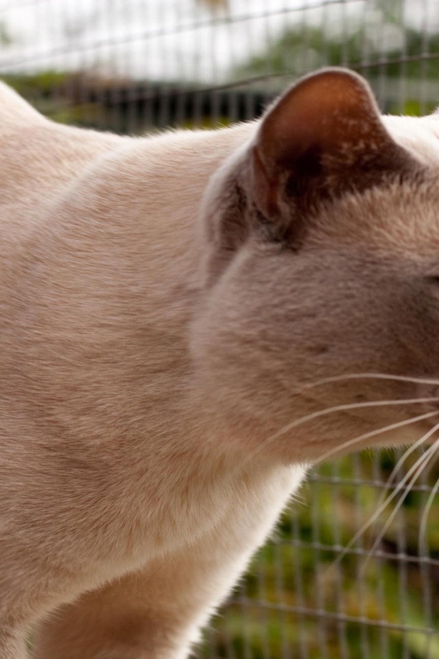 Grown British Burmese Cat for 640 x 960 iPhone 4 resolution