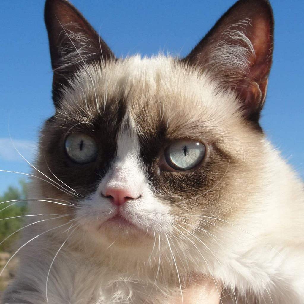 Grumpy Cat for 1024 x 1024 iPad resolution