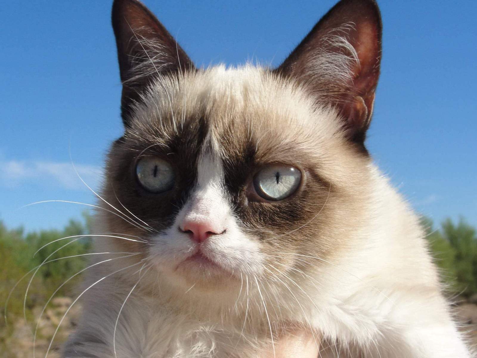 Grumpy Cat for 1600 x 1200 resolution