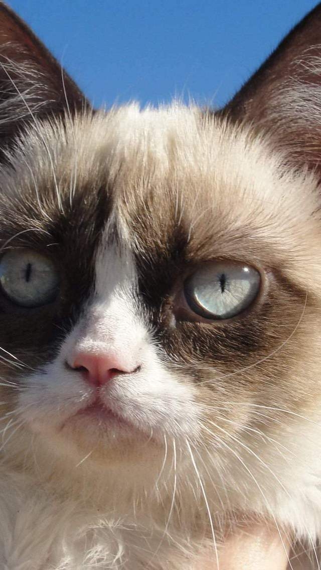 Grumpy Cat for 640 x 1136 iPhone 5 resolution