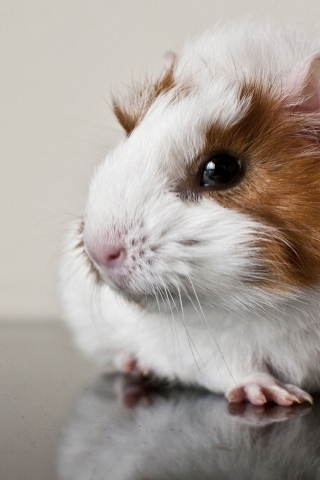 Guinea Pig for 320 x 480 iPhone resolution