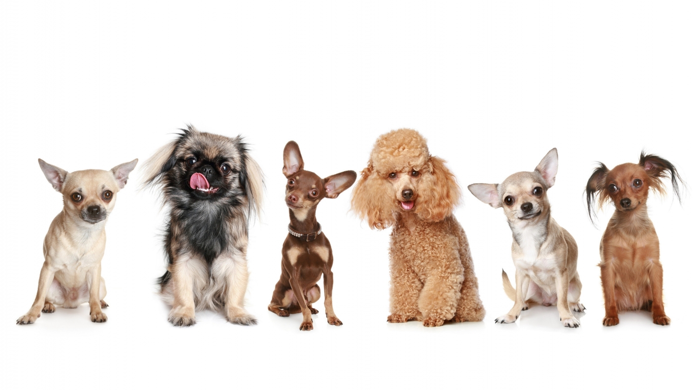 Happy Dogs for 1366 x 768 HDTV resolution