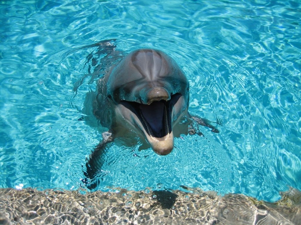 Happy Dolphin for 1024 x 768 resolution