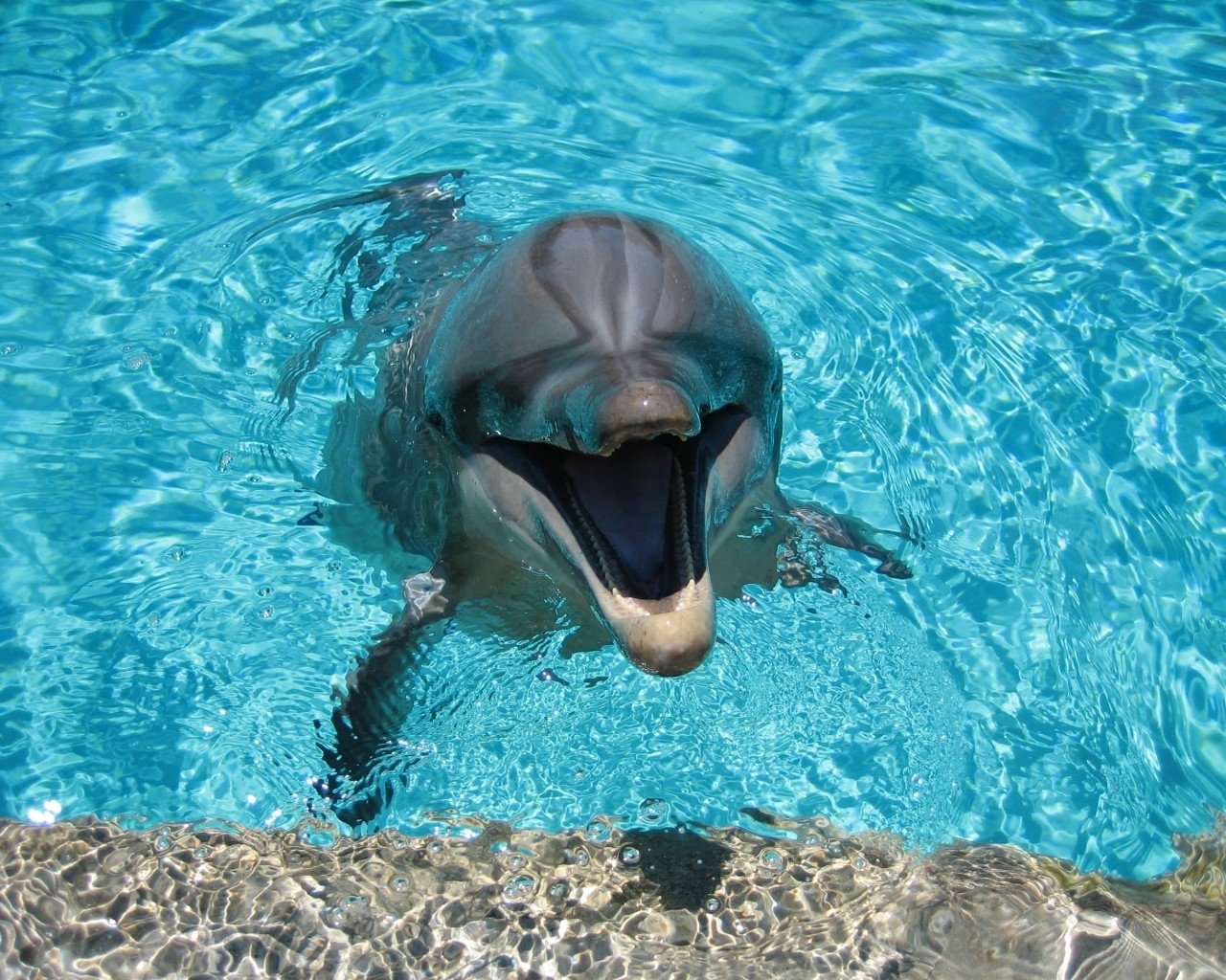Happy Dolphin for 1280 x 1024 resolution