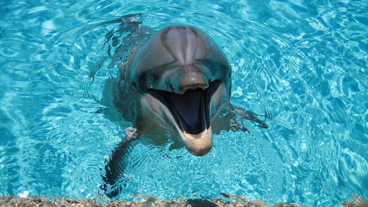 Happy Dolphin for 1280 x 720 HDTV 720p resolution