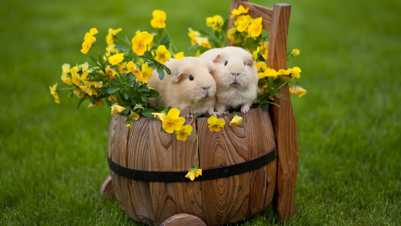 Happy Easter Rabbits for 1280 x 720 HDTV 720p resolution