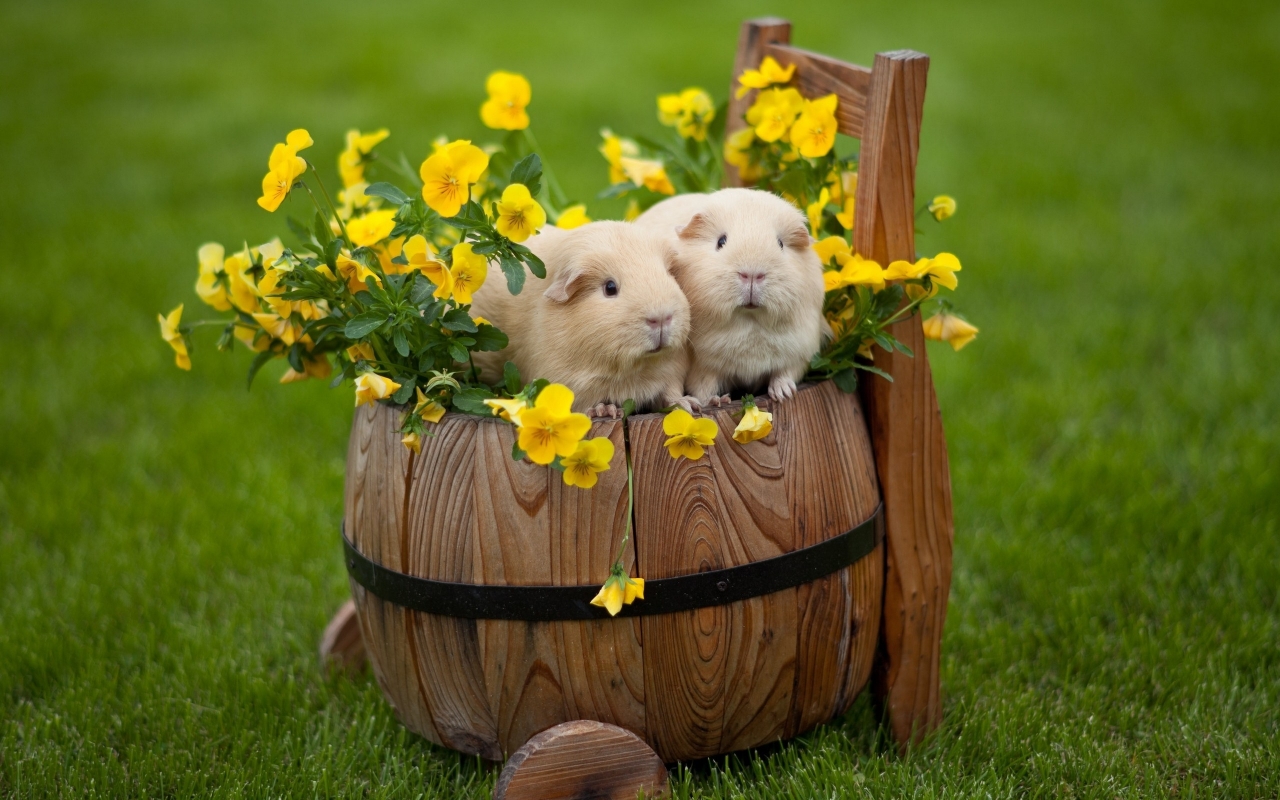 Happy Easter Rabbits for 1280 x 800 widescreen resolution