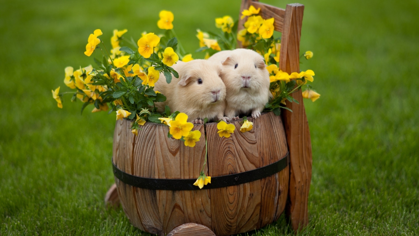 Happy Easter Rabbits for 1600 x 900 HDTV resolution