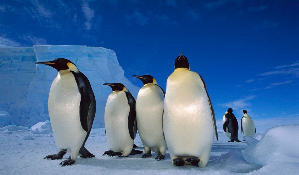 Happy Penguins Family for 1024 x 600 widescreen resolution