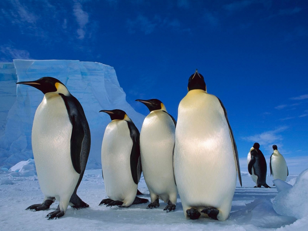 Happy Penguins Family for 1024 x 768 resolution