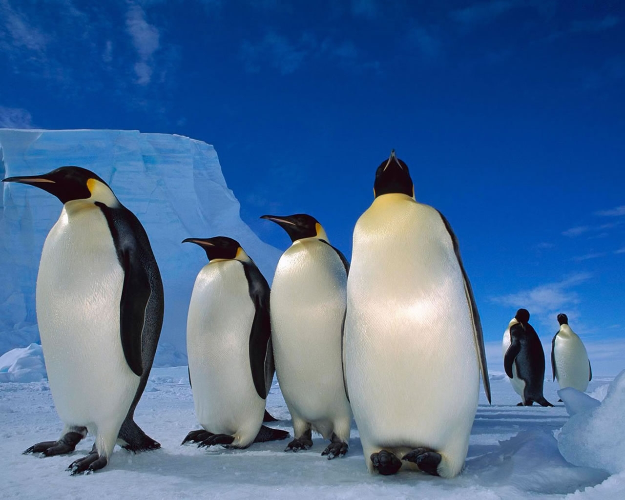 Happy Penguins Family for 1280 x 1024 resolution