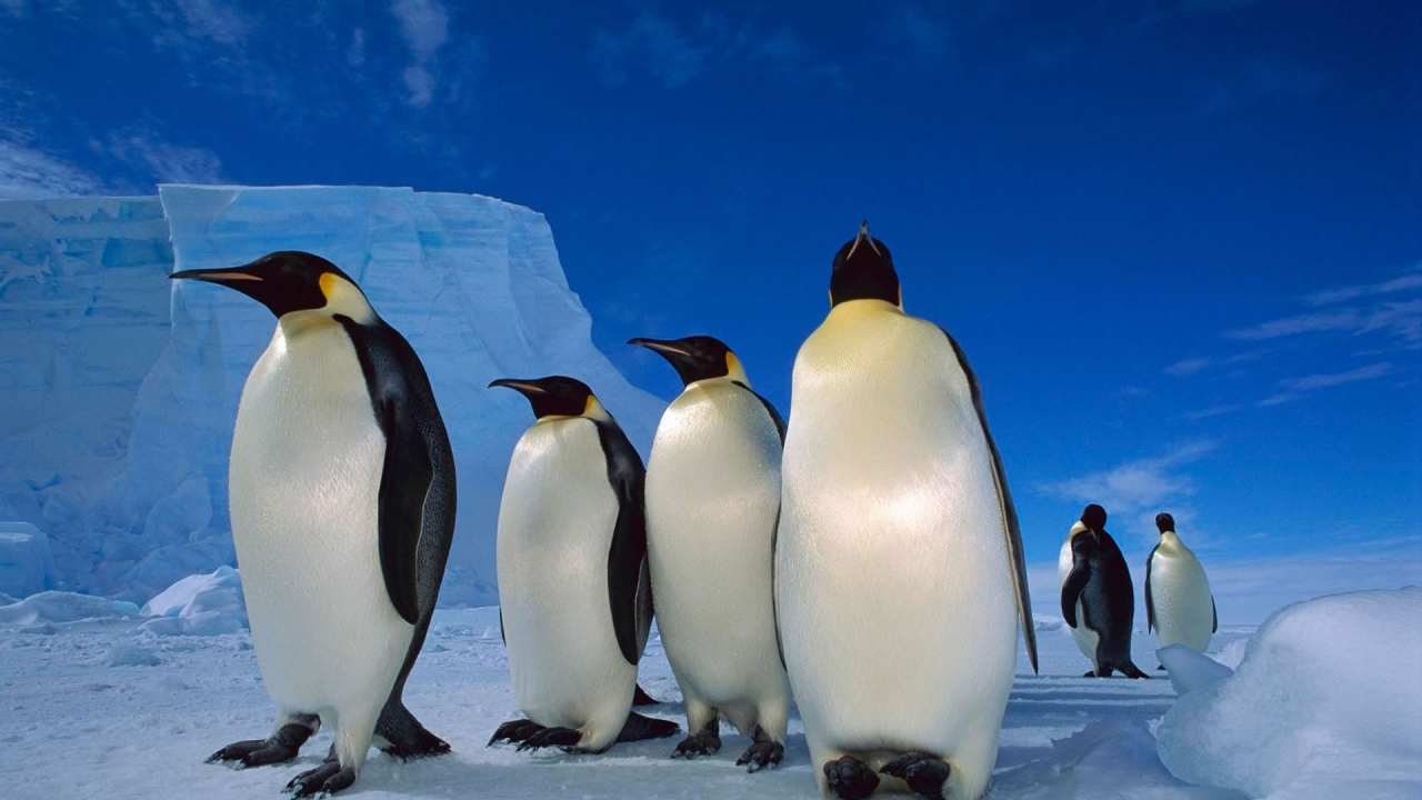 Happy Penguins Family for 1280 x 720 HDTV 720p resolution