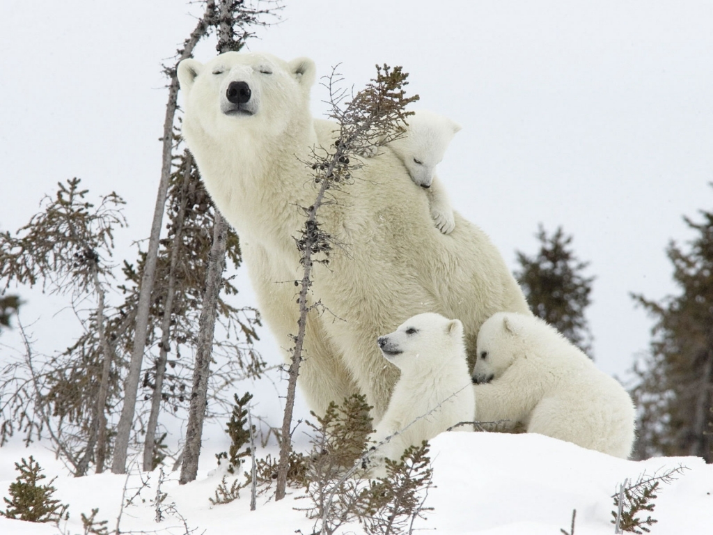 Happy Polar Bear Family for 1024 x 768 resolution