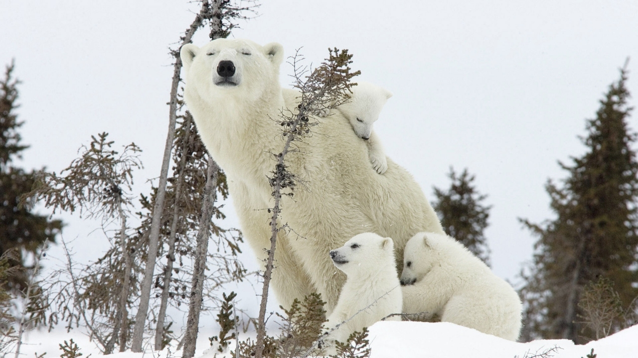 Happy Polar Bear Family for 1280 x 720 HDTV 720p resolution