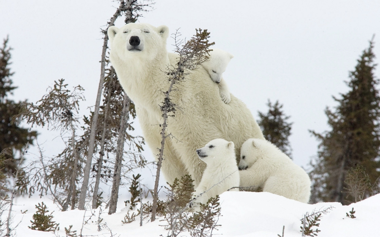 Happy Polar Bear Family for 1280 x 800 widescreen resolution