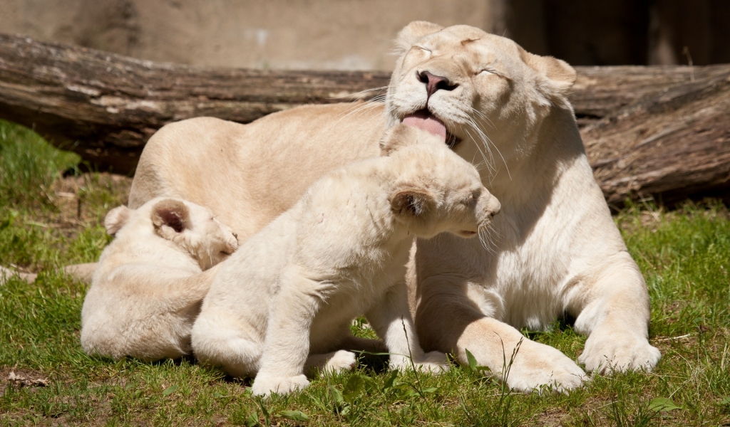 Happy White Lions Family for 1024 x 600 widescreen resolution