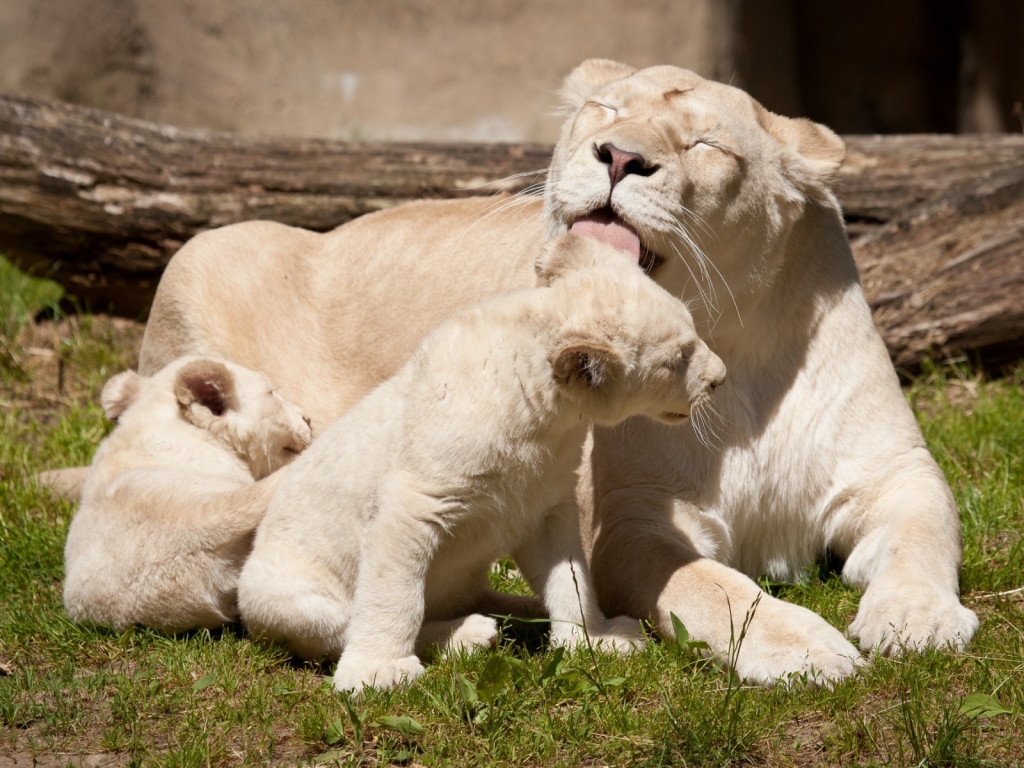 Happy White Lions Family for 1024 x 768 resolution