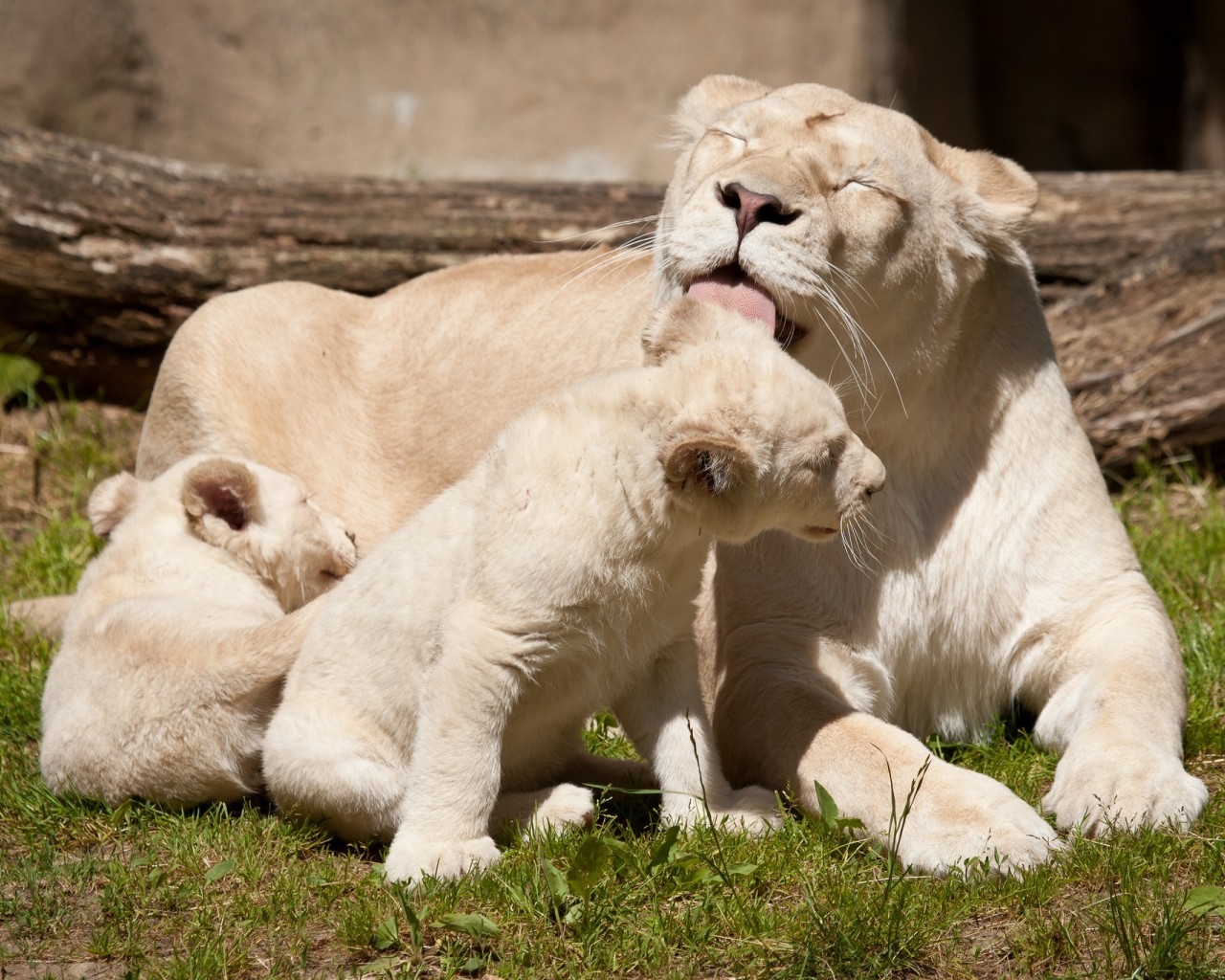 Happy White Lions Family for 1280 x 1024 resolution