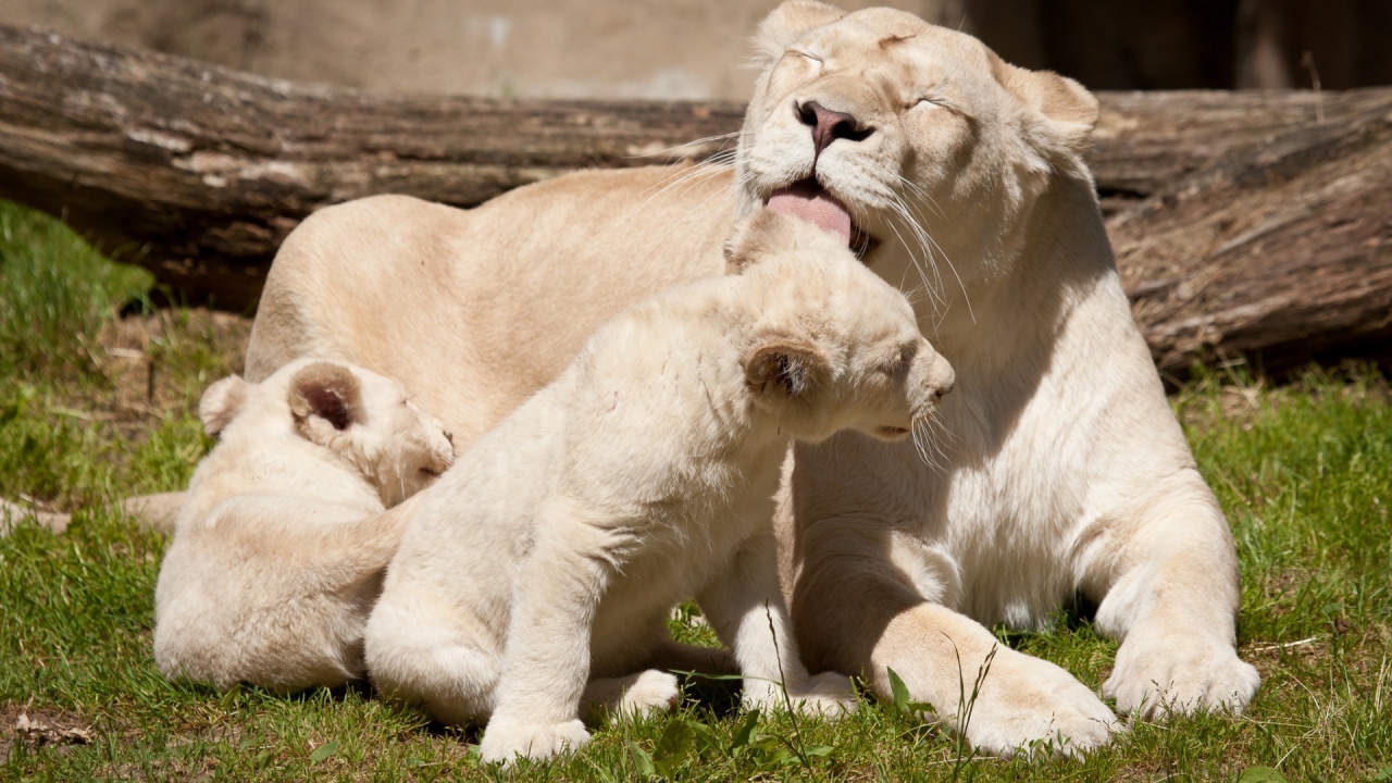 Happy White Lions Family for 1280 x 720 HDTV 720p resolution