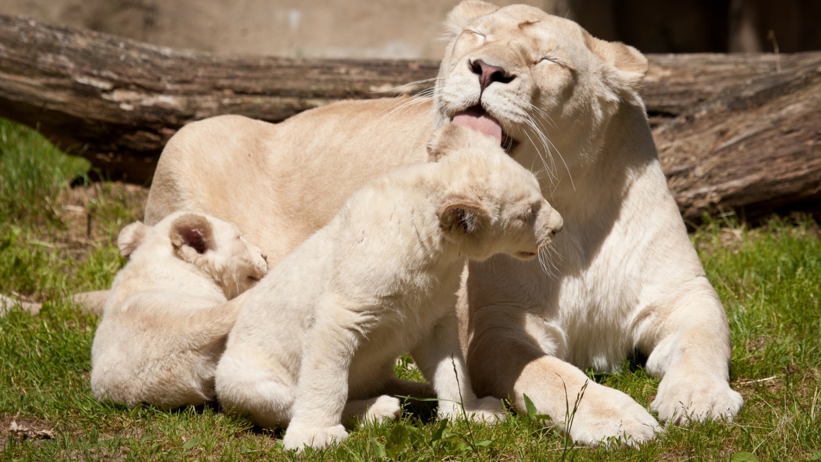 Happy White Lions Family for 1680 x 945 HDTV resolution
