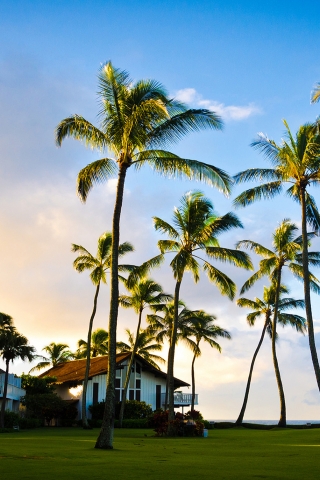 Hawaii Beach Houses for 320 x 480 iPhone resolution