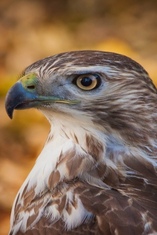 Hawk Profile for 320 x 480 iPhone resolution