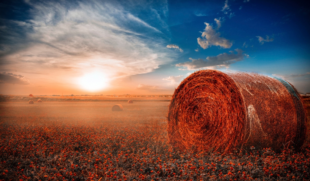 Hay Rolls Field for 1024 x 600 widescreen resolution