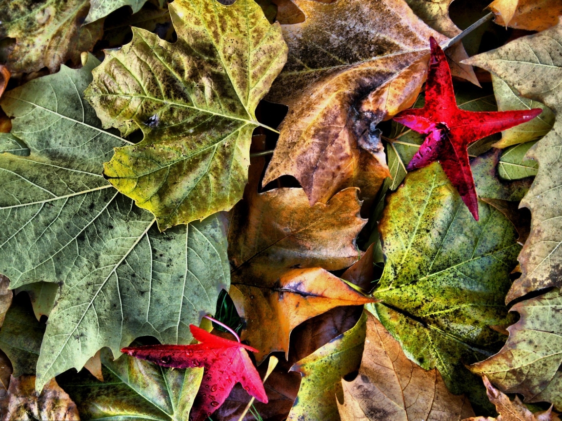 HDR Leaves for 1152 x 864 resolution