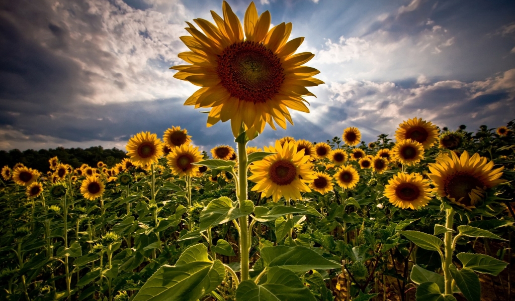 HDR Sunflower for 1024 x 600 widescreen resolution
