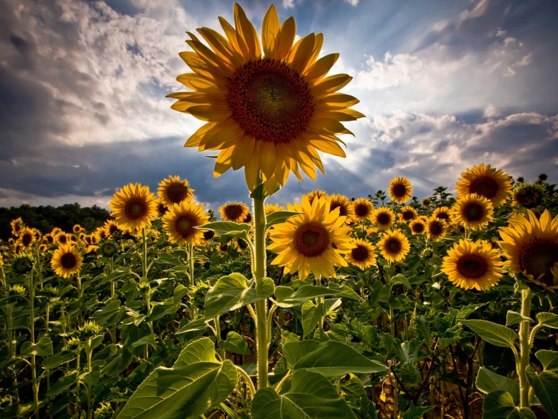 HDR Sunflower for 1152 x 864 resolution