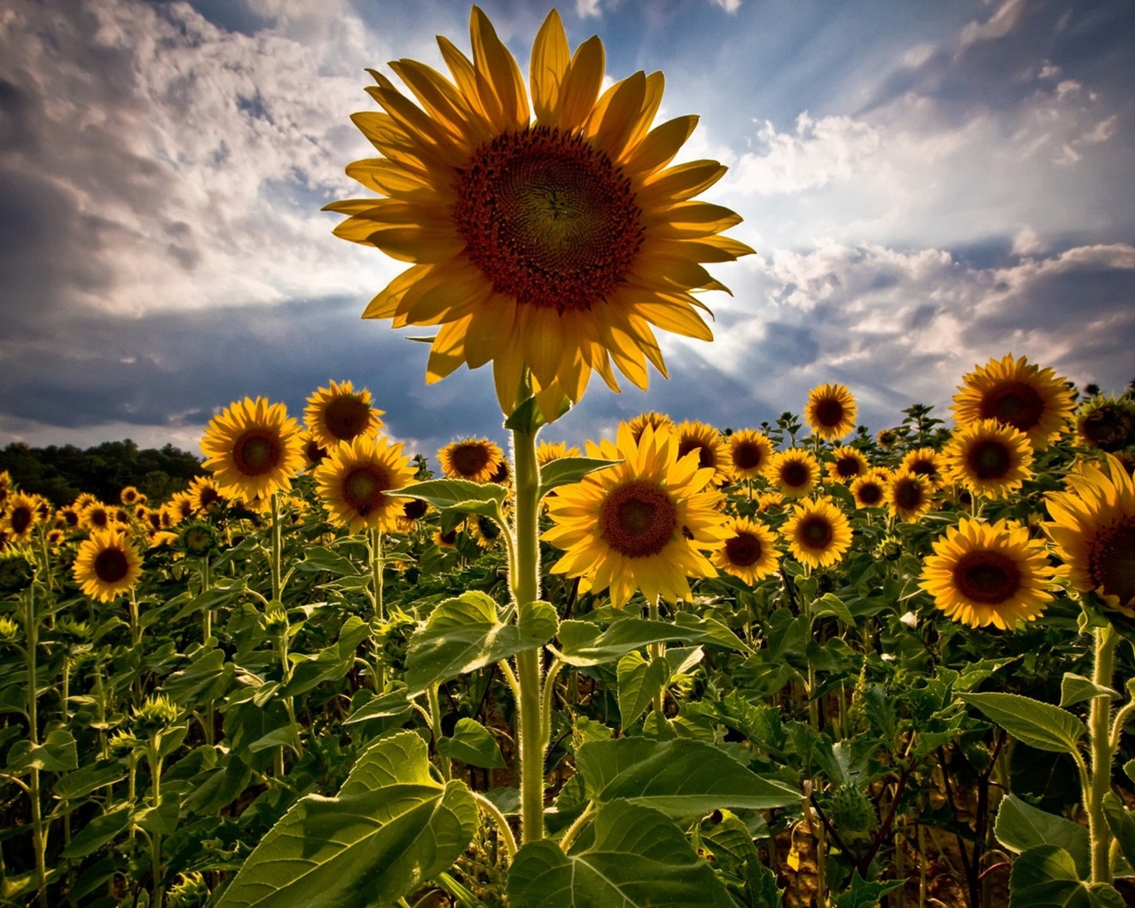 HDR Sunflower for 1280 x 1024 resolution