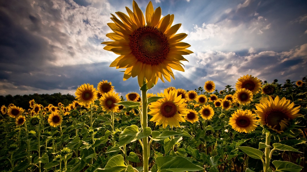 HDR Sunflower for 1280 x 720 HDTV 720p resolution