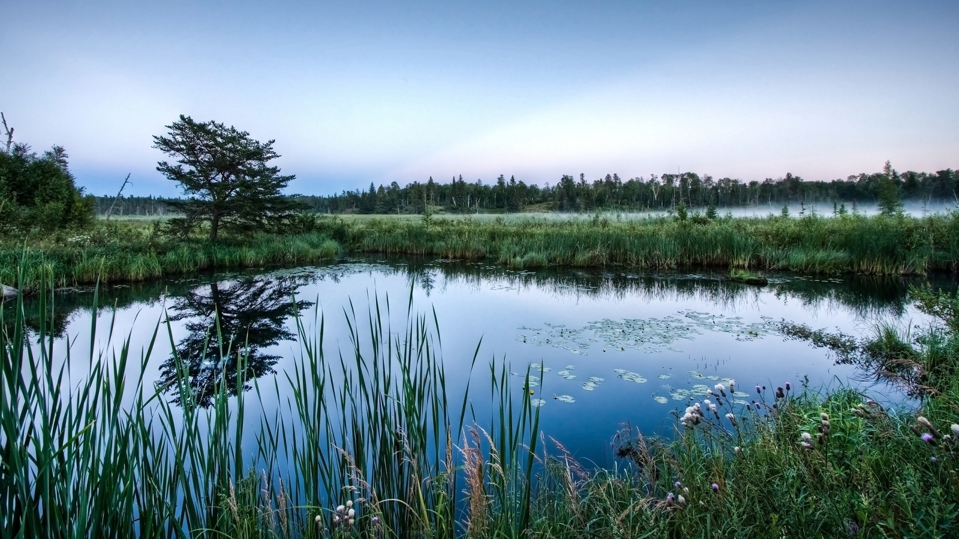 HDR Swamp for 1920 x 1080 HDTV 1080p resolution