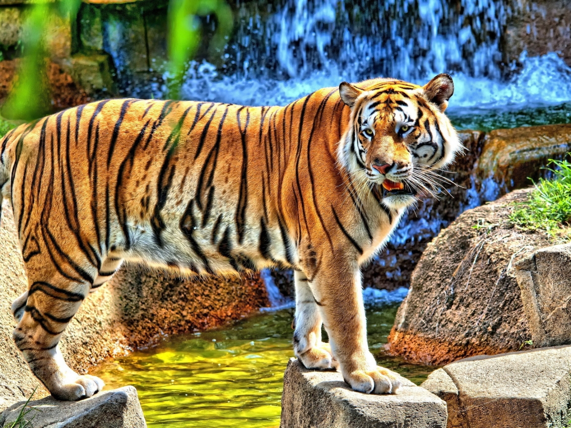 HDR Young Tiger for 1152 x 864 resolution