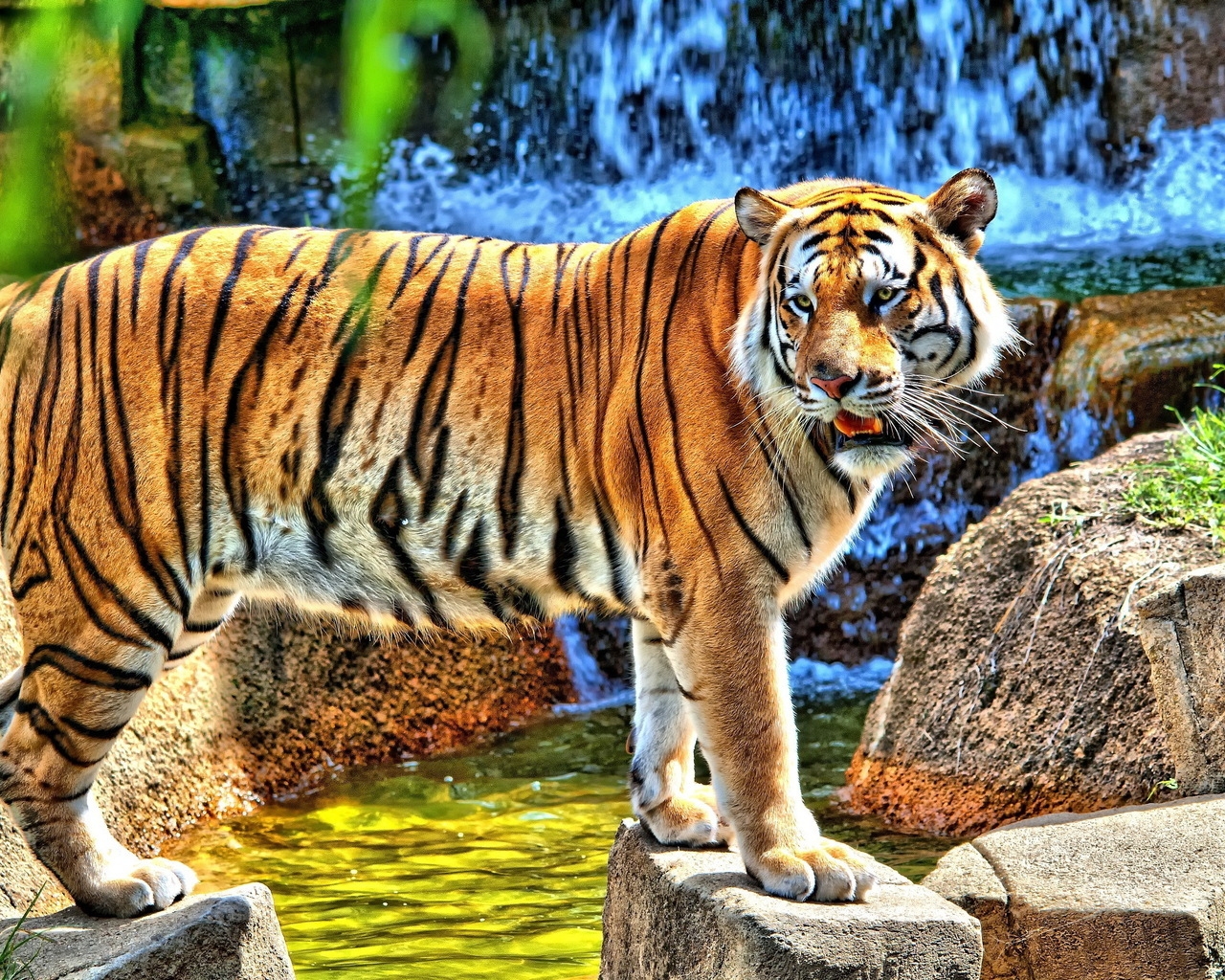 HDR Young Tiger for 1280 x 1024 resolution