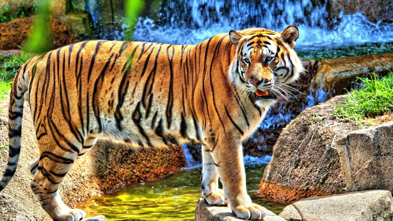 HDR Young Tiger for 1366 x 768 HDTV resolution